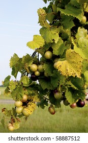 Delicious Muscadine Scuppernong Grapes On A Vine