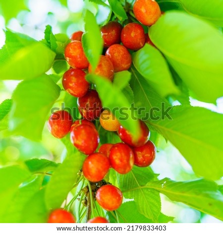 Similar – Foto Bild Tomaten Lebensmittel