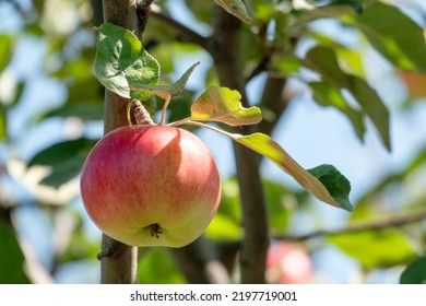 Delicious Red Apple On The Tree In A Garden, Sunny Day