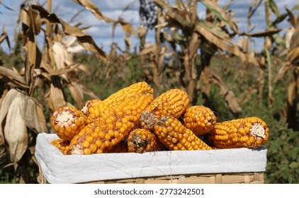 Delicious ripe corn cobs in wicker basket on grass in field