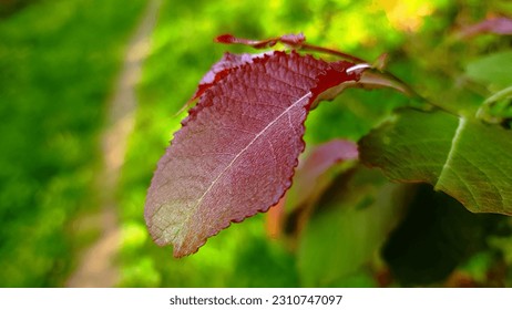 Delight in the vibrant medley of pink, green, and burgundy-hued leaves, a tapestry of nature's colors that adds a touch of whimsy and beauty to any setting - Shutterstock ID 2310747097