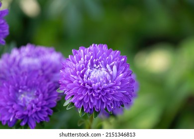 Delightful buds of purple aster flowers in the garden