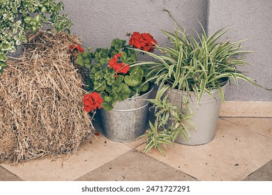 A delightful composition of bright summer geranium flowers in an iron bucket and chlorophytum on the background of a hay bale. With space to copy. High quality photo