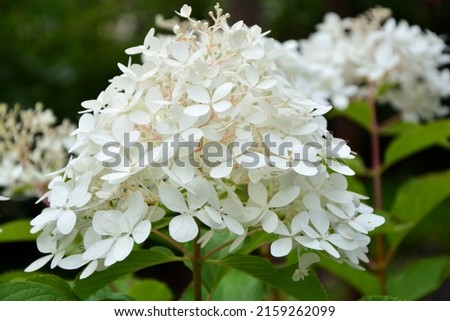 Delightful delicate inflorescence of white hydrangea paniculata variety Fantom in the garden close-up.
