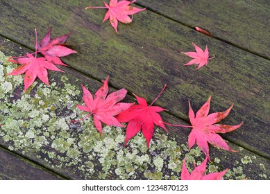 Delightful Pattern Of Deep Red Japanese Maple Leaves On A Contrasting Weathered Mildewed Wood Picnic Table, Top View. 