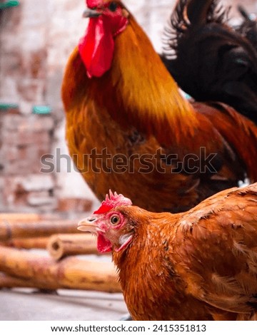 A delightful portrait capturing the rustic charm of a hen and cock together, framed in a picturesque setting. This heartwarming image showcases the harmony and companionship between these farmyard fow