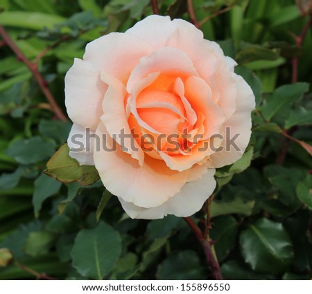 Delightful  salmon pink romantic hybrid tea rose  in  blooming in early spring  adding fragrance and color to the garden scape.
