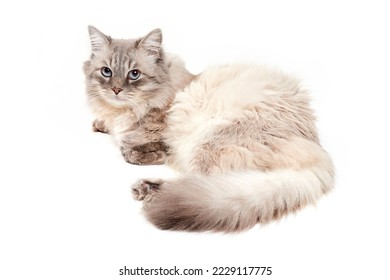 Delightful siberian cat lies and looks with blue eyes - Powered by Shutterstock