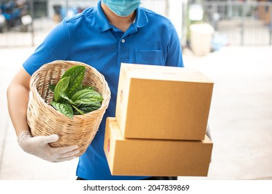 Deliver Man Wearing Medical Gloves And Face Mask In Blue Uniform Handling A Little Plant  And Parcel Box Give To Female Costumer Postman And Express Grocery Delivery Service During Covid19.