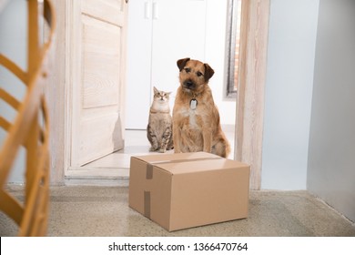 dog delivery box