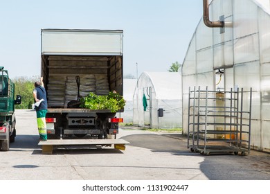 Delivery Of Flowers And Plants In The Garden Center