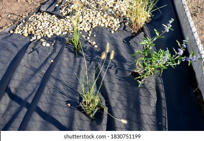 Delivery Of Gray River Pebbles Like Mulch To Flower Beds In The Garden Using A Wheelbarow From The Body Of A Truck Or Trailer. Shovel And Rake The Layer Over The Black Nonwoven Fabric.