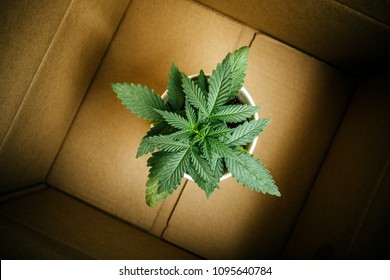 Delivery Of Marijuana Plants And Seedlings, Cannabis Business