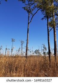 Delmarva Wetlands In Dorchester County Maryland