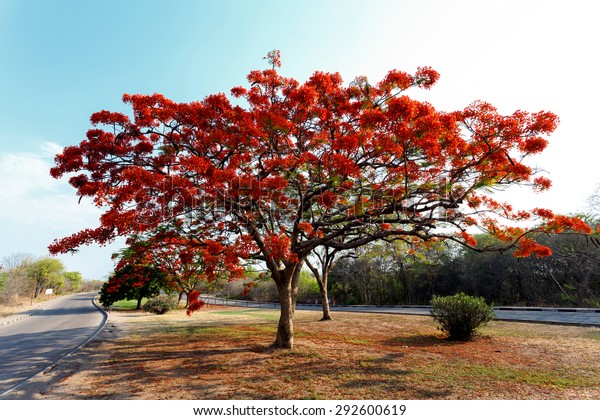 Delonix Regia Flamboyant Tree Blue Sky Stock Photo (Edit Now) 292600619