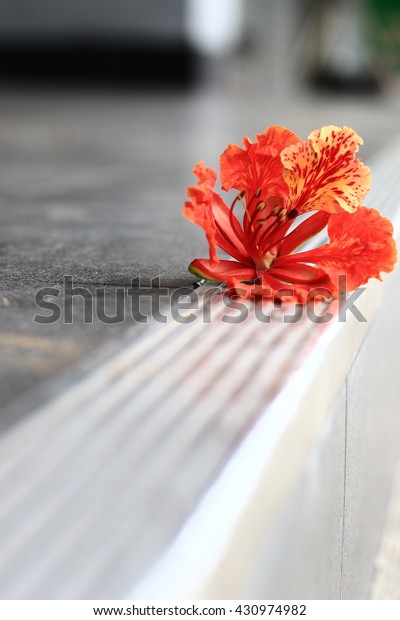 \
Delonix regia\
flower on the The sidewalk in the morning after the storm. Delonix\
regia flower and branches\
broken.
