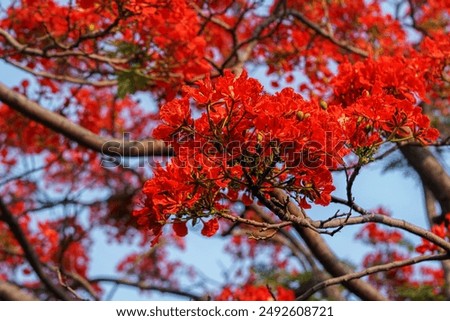 Delonix regia is a medium-sized deciduous tree, also known as royal poinciana, flamboyant, phoenix flower, flame of the forest, or flame tree. Blossoming tree.                                