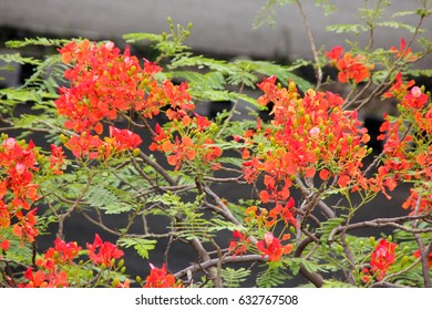 Delonix Regia Royal Poinciana Flamboyant Large Stock Photo 632767508 ...