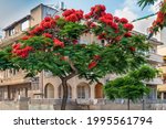 Delonix Regia  ( Royal Poinciana) tree  over Bauhaus style  building  at boulevard Rothschild in Tel Aviv.