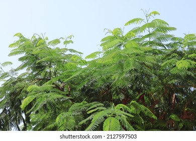 Delonix regia is a species of flowering plant in the bean family Fabaceae, subfamily Caesalpinioideae native to Madagascar, Tel Aviv, Israel