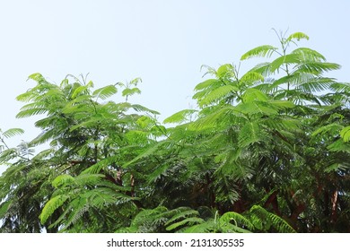 Delonix regia is a species of flowering plant in the bean family Fabaceae, subfamily Caesalpinioideae native to Madagascar, Tel Aviv, Israel