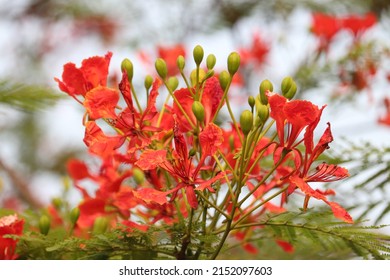 Delonix regia is a species of flowering plant in the bean family Fabaceae, subfamily Caesalpinioideae native to Madagascar. It is noted for its fern-like leaves and flamboyant display of orange-red. 