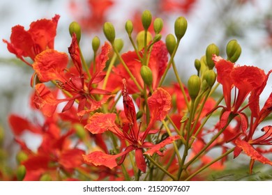 Delonix regia is a species of flowering plant in the bean family Fabaceae, subfamily Caesalpinioideae native to Madagascar. It is noted for its fern-like leaves and flamboyant display of orange-red. 