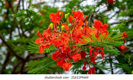Delonix regia is a species of flowering plant in the bean family Fabaceae, subfamily Caesalpinioideae native to Madagascar.