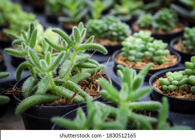 Delosperma Echinatum. Cactus 
In The Nursery