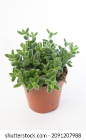 Delosperma Echinatum - Indoor Plant