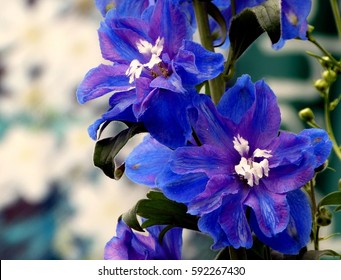 Delphinium