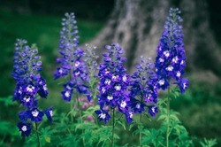 Delphinium `Dark Blue White Bee´ Flower Blooming On Blurred Background