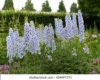 
Delphinium Elatum
