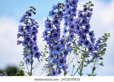 Delphinium elatum in the garden. Double blue flower.