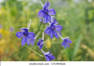 Delphinium grandiflorum blue butterfly flowers on blurred background.