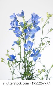 Delphinium Grandiflorum Energy Blue Flower Stock Photo 1951267777 ...