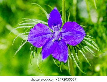 Delphinium grandiflorum is a species of Delphinium known by the common names Siberian larkspur and Chinese Delphinium