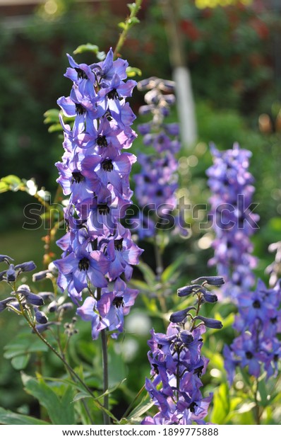 Delphinium grows and blooms in the flower garden\
in summer