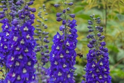 Delphinium (Pandora) A Blue Herbaceous Springtime Summer Flower Plant Commonly Known As Larkspur. A Bumblebee (bee) Flies And Collects Nectar From A Blue Flower. A Famous Garden Flower.