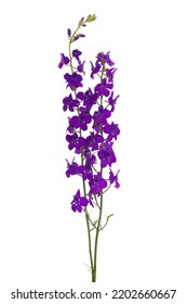 Delphinium Perennial Isolated On White Background