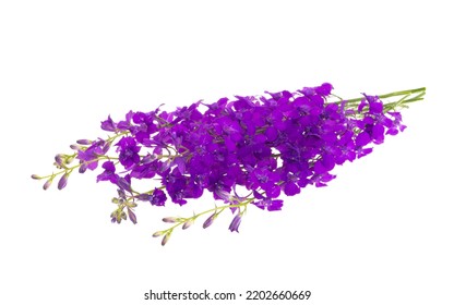 Delphinium Perennial Isolated On White Background