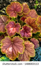 Delta Dawn A Cultivar Of Alumroot