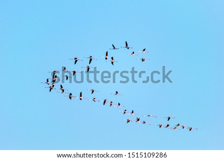 Similar – Rosa Flamingos fliegen durch den Himmel von Guajira Kolumbien.