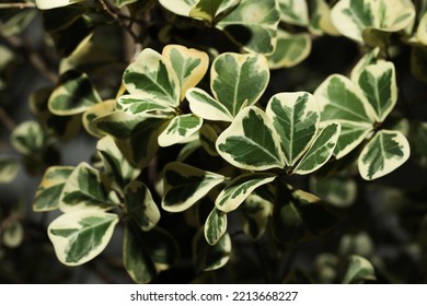 Delta Or Mistletoe Fig (Ficus Deltoidea) With Variegated Leaf