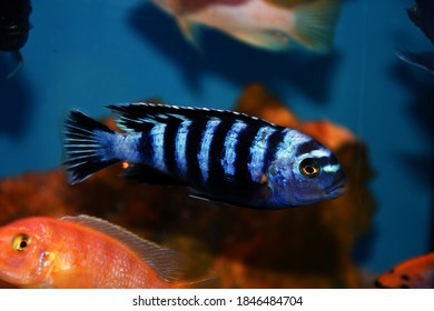 Demansons Cichlid Fish Pseudotropheus Demasoni Stock Photo 1846484704 ...