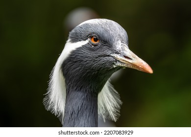 Demoiselle Crane, Anthropoides virgo are living in the bright green meadow during the day time. It is a species of crane found in central Eurosiberia - Shutterstock ID 2207083929