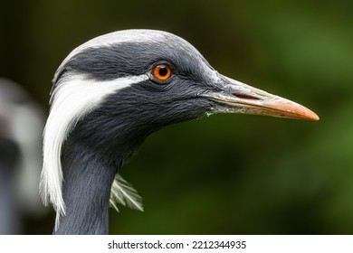 Demoiselle Crane, Anthropoides virgo are living in the bright green meadow during the day time. It is a species of crane found in central Eurosiberia - Shutterstock ID 2212344935