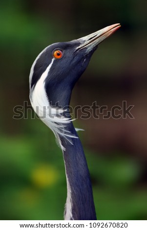 Similar – Schräger Vogel Farbfoto