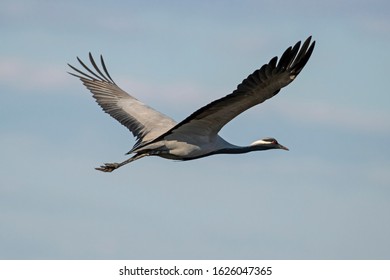 The demoiselle crane (Grus virgo) is a species of crane found in central Eurasia. demoiselle crane (Grus virgo) in a typical breeding ecosystem. - Shutterstock ID 1626047365