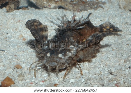 demon stinger fish underwater shot in the lake. Wild life animal. Fish in the natural habitat with nice background.